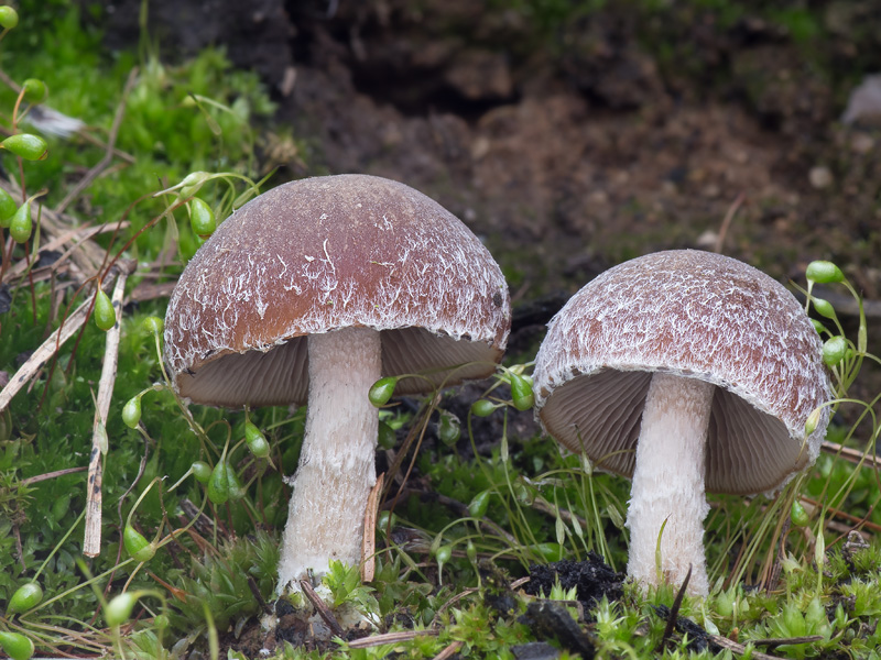 Psathyrella pennata